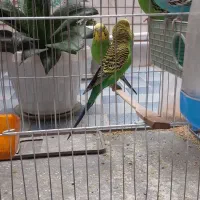 ۴عددمرغ عشق با قفس|پرنده|کرمان, |دیوار