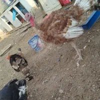 بوقلمون5ماه