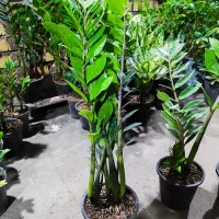 زاموفیلیا|گل و گیاه طبیعی|اهواز, فدک|دیوار