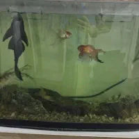 آکواریوم با بخاری تسویه وماهی|ماهی|مشهد, خواجه ربیع|دیوار