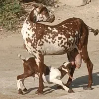بز سومالی درجه یک پر شیر موقعیت جیرفت