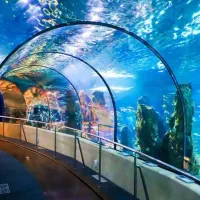 تفریحات در جزیره کیش|تور و چارتر|کیش, |دیوار