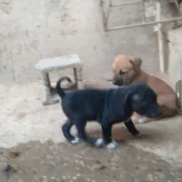 سرابی خالص پدرمادرش هم موجودن|سگ|شوشتر, |دیوار