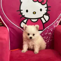 سگ پامر عروسکی|سگ|اندیشه, اندیشه فاز ۲|دیوار