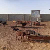 بزمورسیا|حیوانات مزرعه|شهرضا, |دیوار