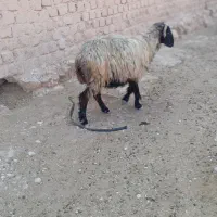 فروش میش آبستن و بره نر|حیوانات مزرعه|داراب, |دیوار