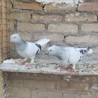 جفت شامی دمسفید با دو عدد جوجه