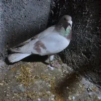 کبوتر‌اوقون