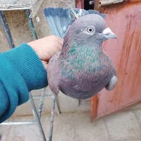 ۲۰۰|پرنده|ری, ولی آباد|دیوار