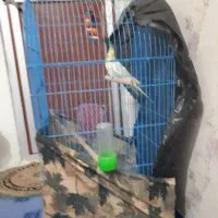 عروس هلندی نر باقفس|پرنده|بندر ماهشهر, |دیوار