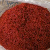 فروش ریشه زعفران به صورت کلی