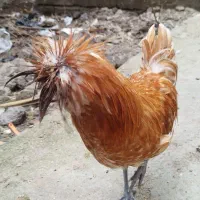 ۱۰ عدد مرغ و خروس  لهستانی برهما سلطان سیپراید راک