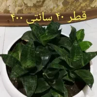 گلهای طبیعی ومصنوعی