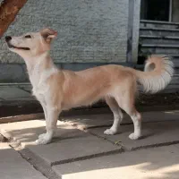 واگذاری رایگان سگ|سگ|ساری, |دیوار