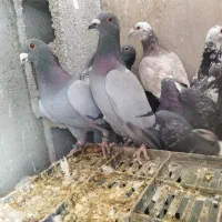 کبوتر پلاکی طوقی (چنارشیجون)|پرنده|شیراز, درکی|دیوار