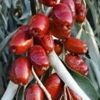 سنجد درخت مقاوم واقتصادی،در نهالستان ، گلخانه نهال|خدمات باغبانی و درختکاری|مشهد, سیسآباد|دیوار