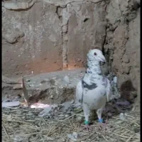 کفتر فروشی