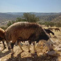 قوچ دو خط|حیوانات مزرعه|ویسیان, |دیوار