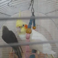 عروس هلندی|پرنده|رشت, پاره بیجار|دیوار