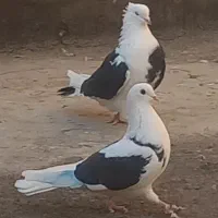 کفتر ابلغ تیک پاره|پرنده|تهران, مسعودیه|دیوار