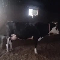 گاو|حیوانات مزرعه|چگنی, |دیوار