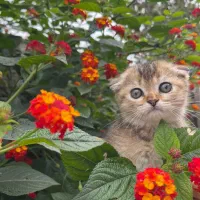 گربه|گربه|لاهیجان, شیشه گران|دیوار