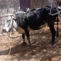 گاو اوستن خوش سو قیمت مناسب