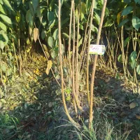 انواع نهال میوه.گردو.بادام صنوبر.کبوده عمده .خرده|گل و گیاه طبیعی|میاندوآب, |دیوار