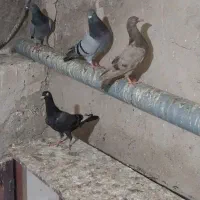 تعدادی کبوتر|پرنده|میانه, |دیوار