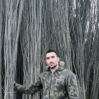 نهال میوه درخچه بندار و کبوده صنوبر