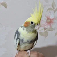 طوطی عروس هلندی تازه دونخور مناسب اهلی وسخنگو کردن|پرنده|تبریز, |دیوار