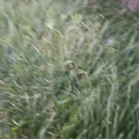 باغ-بادآور