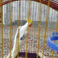 عروس هلندی|پرنده|کلاله, |دیوار