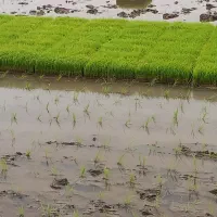 فروش توم هاشمی اصلاح شده تعداد ۵۰۰ عدد