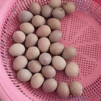 تخم بلدرچین مینیاتوری ۳۰ عدد نطفه دار و تازه