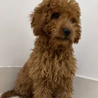 سگ نژاد پودل چهارماهه(رایگان نیست)