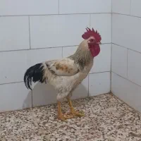 خروس|حیوانات مزرعه|اهواز, دغاغله|دیوار