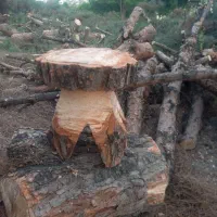 خرید انواع چوب وهرس کاری|خدمات باغبانی و درختکاری|مشهد, رسالت|دیوار