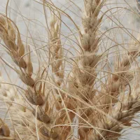 گندم بذری دیم|خدمات باغبانی و درختکاری|جوانرود, |دیوار