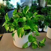 گلهای آپارتمانی|گل و گیاه طبیعی|گلپایگان, |دیوار