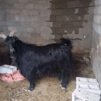 چبش بز رون درجه یک