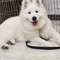 سگ سامویید نر