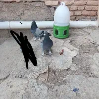 دو عدد سبز پر بشرط بازی