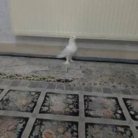 کبوتر فروشی