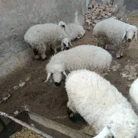 5 عدد بره نر و ماده چاق چاق