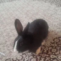 خرگوش زبل  نر