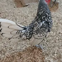 مرغ و خروس سیبرایت سیلور چهل تاج وارداتی