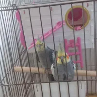 دو عدد عروس هلندی|پرنده|کوهدشت, |دیوار