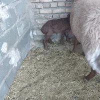 میش چینی با بره|حیوانات مزرعه|بیرجند, |دیوار