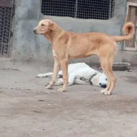 سگ عراقی|سگ|آذرشهر, |دیوار